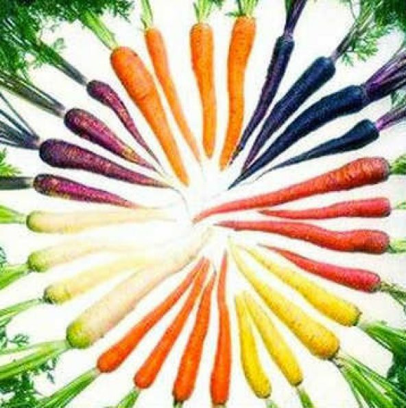 5 Farklı Renkli Havuç Tohumu 50 Tohum