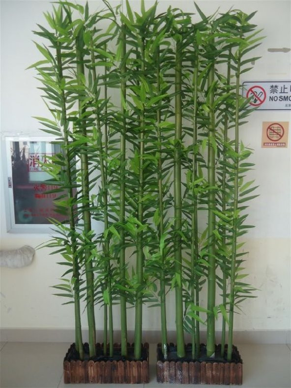 Saksılık Nadir İthal Yeşil Bambu Tohumu 5 Tohum - 4