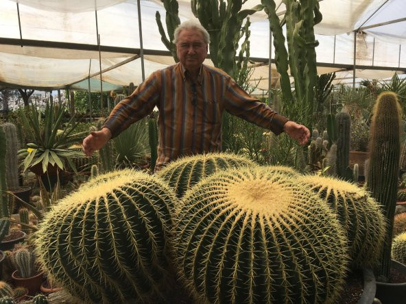 Saksılık Nadir İthal Dev Kaktüs Tohumu 5 Tohum - Resim 3