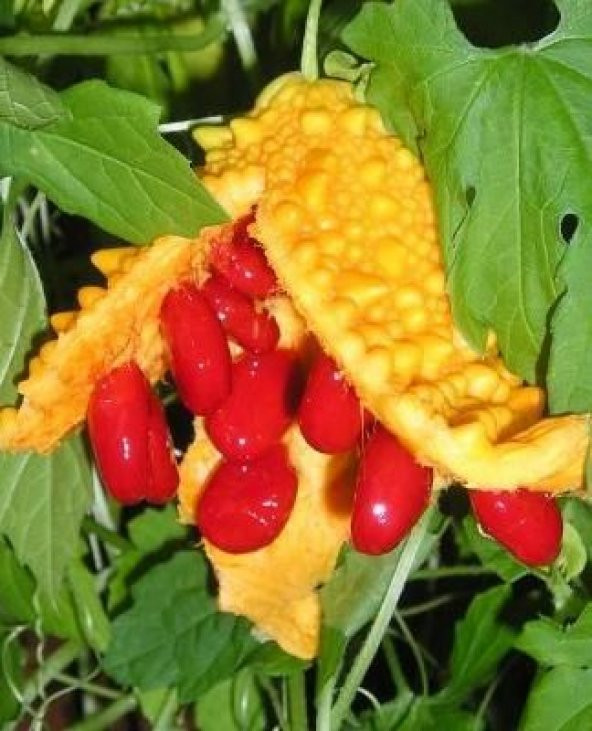 Süper Paket 25 Tohum Nadir İthal Kudret Narı Tohumu Cennet Meyvesi - Resim 2