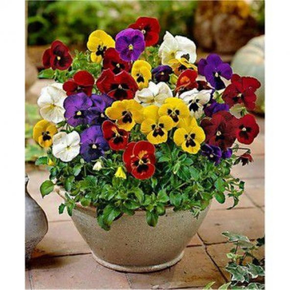 Saksılık Karışık Hercai Menekşe Çiçeği Tohumu Ekim Seti 5 Tohum Çiçek Tohumu Saksı Toprak Kombin - 4