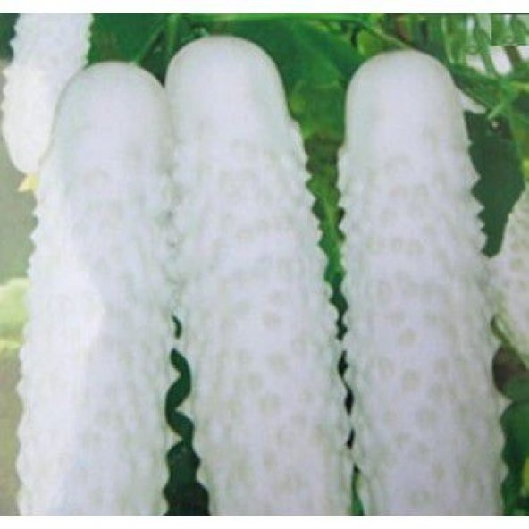 Nadir İthal Beyaz Salatalık Tohumu Ekim Seti White Cucumber 3 Tohum Saksı Toprak Kombin