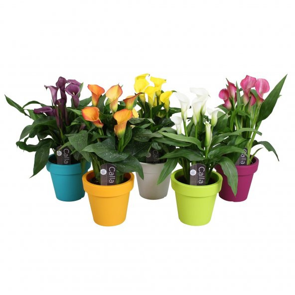 Nadir İthal Karışık Calla Lily Tohumu Ekim Seti 10 Tohum Saksı Toprak Kombin
