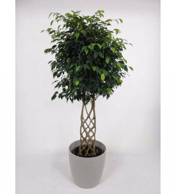 Nadir Pachira Tohumu Ekim Seti 3 Tohum Örgülü Paçira Tohumu Para Bitkisi Saksı Toprak Kombin - Resim 4