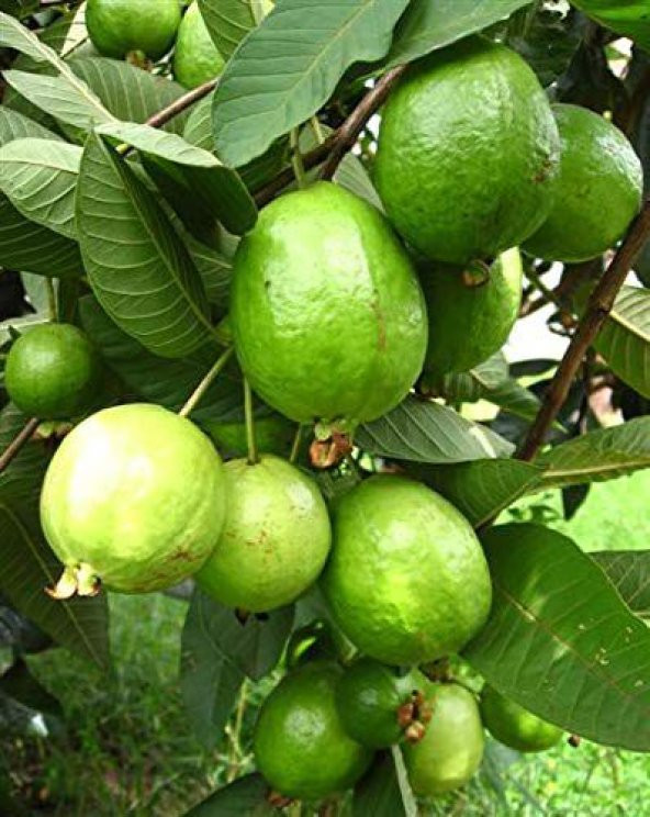 Nadir İthal Psidium Guava Meyvesi Tohumu Ekim Seti 3 Tohum Saksı Toprak Kombin - 2