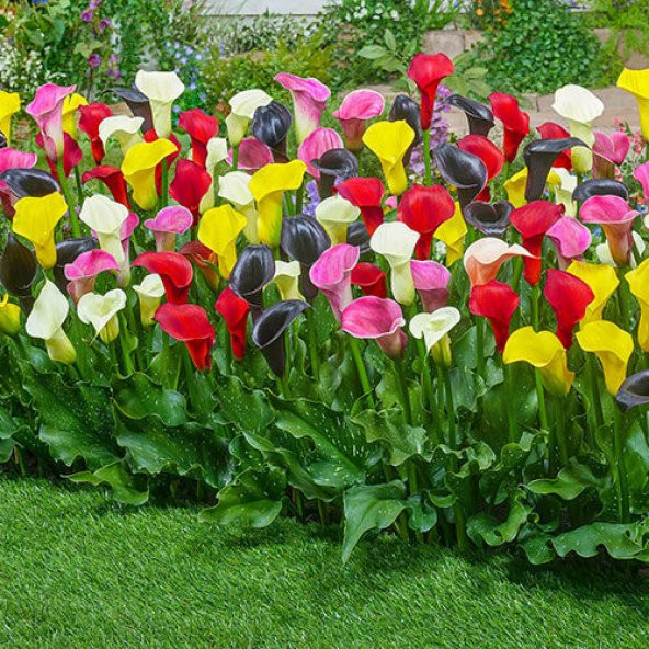 Nadir İthal Karışık Calla Lily Tohumu 10 Tohum Çiçek Tohumu - 2