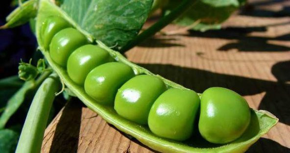 Bezelye Tohumu Ekim Seti 15 Tohum Saksı Toprak Kombin - Resim 2