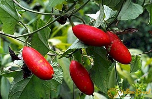 Nadir İthal Kırmızı Salatalık Tohumu Ekim Seti 3 Tohum Red Cucumber Saksı Toprak Kombin - 4