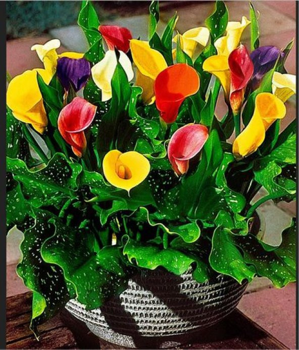 Nadir İthal Karışık Calla Lily Tohumu 10 Tohum Çiçek Tohumu - 3