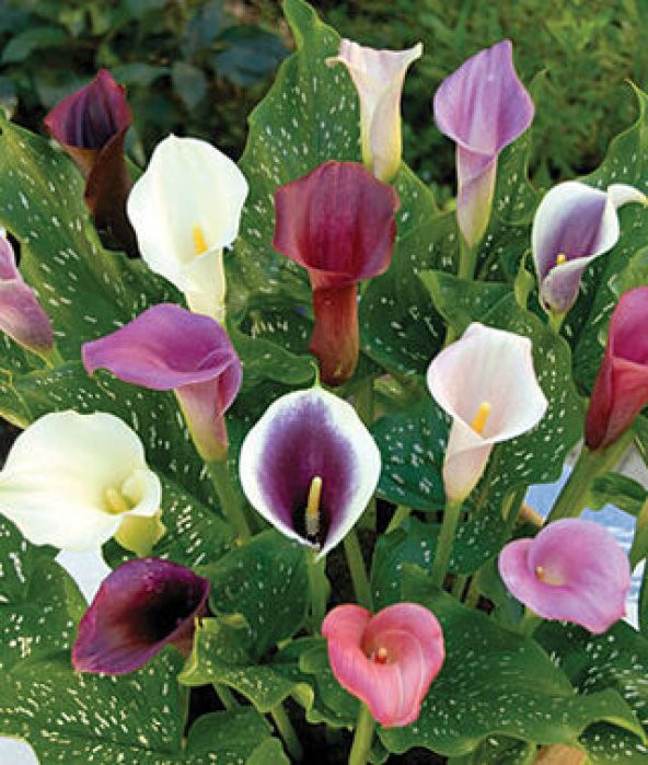Nadir İthal Karışık Calla Lily Tohumu 10 Tohum Çiçek Tohumu - 4