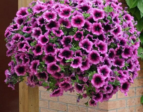 Karışlık Saksılık Petunya Çiçeği Tohumu Ekim Seti 15 Tohum Çiçek Tohumu Saksı Toprak Kombin - 4