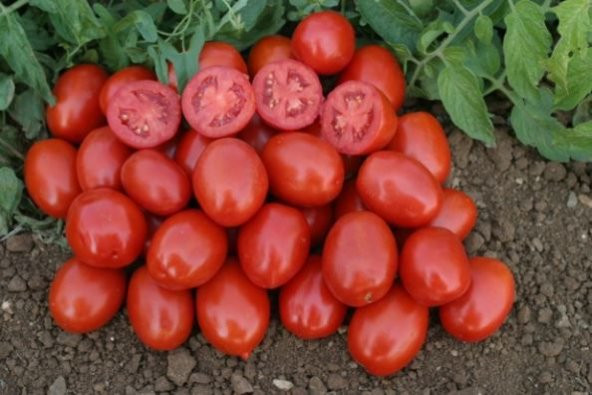 Süper Paket 400 Tohum Salçalık Bursa Domates Tohumu Bursa Domatesi Tohumu - 4