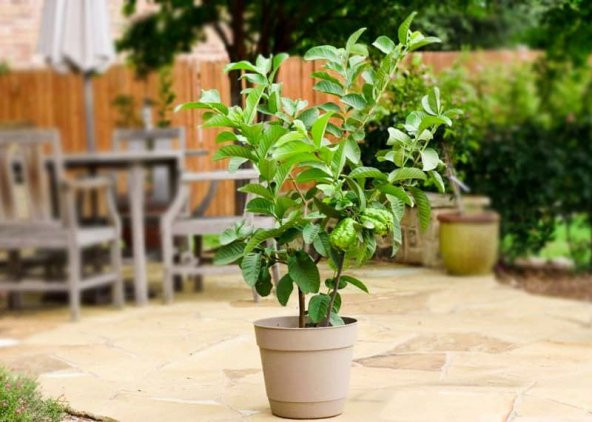 Nadir İthal Psidium Guava Meyvesi Tohumu Ekim Seti 3 Tohum Saksı Toprak Kombin - 4