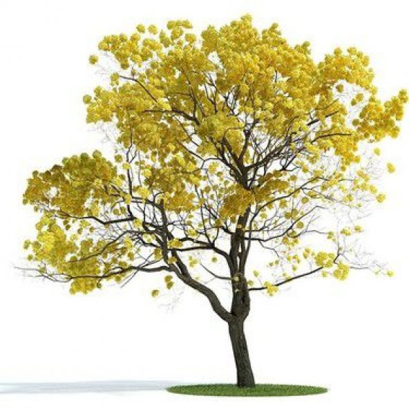 Tabebuia Ağacı Tohumu Ekim Seti 5 Tohum Saks Toprak Kombin