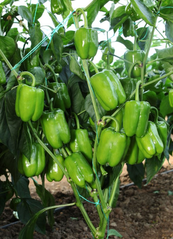 Süper Paket 200 Tohum Antep Acı Dolmalık Biber Tohumu Antep Biberi - 4
