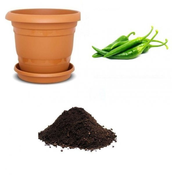 Yeşil Cin Süs Biberi Tohumu Ekim Seti