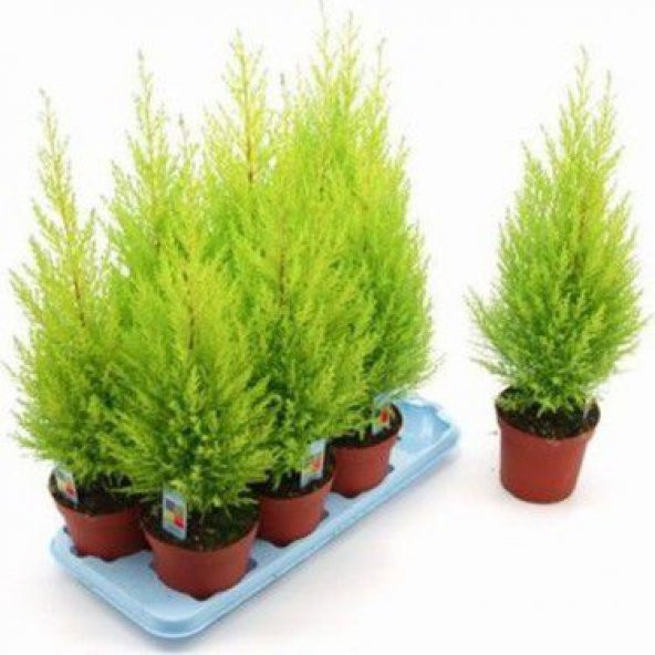 Bodur Limon Selvi Bonzai Ağacı Tohumu Ekim Seti 5 Tohum Saksı Toprak Kombin