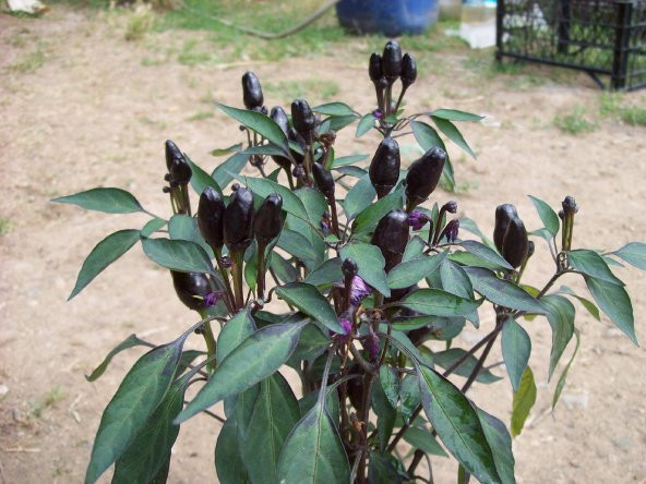 Eko Paket 30 Tohum Nadir İthal Siyah Çok Acı Süs Biberi Tohumu - 4