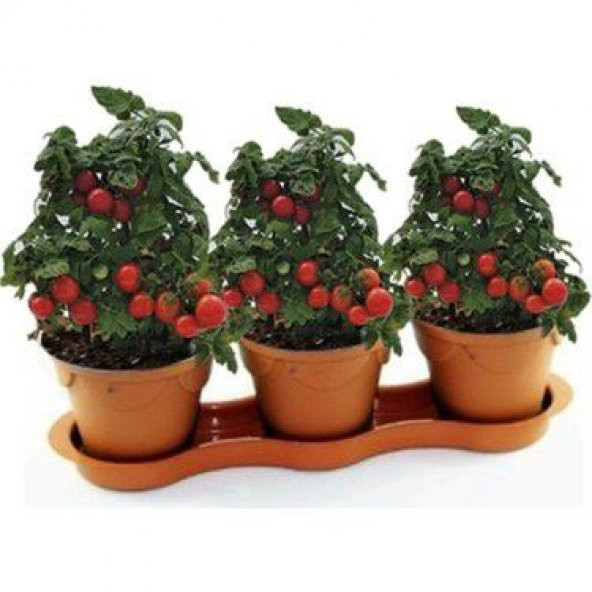 Cherry Domatesi Tohumu Ekim Seti Saksılık Domates Tohumu 10 Tohum Saksı Toprak Kombin