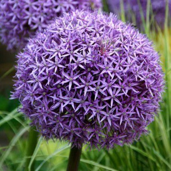 Nadir İthal Dev Allium Çiçeği Tohumu Ekim Seti 3 Tohum Saksı Toprak Kombin - 2