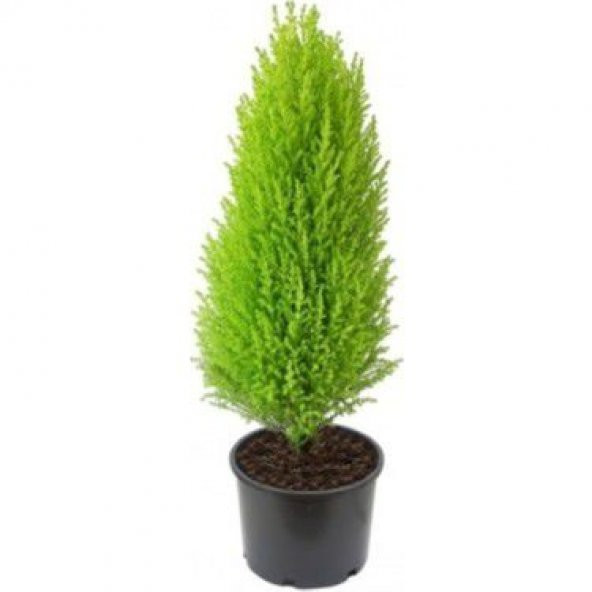 İthal Bodur Limon Selvi Bonzai Ağacı Tohumu 5 Tohum Bonsai Tohumu - 2