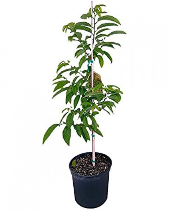 Sugar Apple Meyvesi Tohumu Ekim Seti 3 Tohum Şeker Elma Tohumu Saksı Toprak Kombin - Resim 2