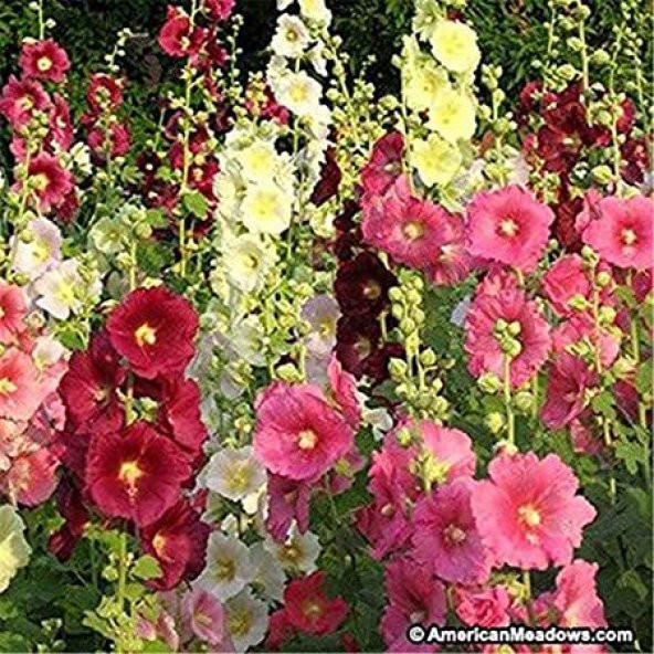 İthal Altea Malvone Çiçeği Tohumu Çiçek Tohumu 5 Tohum - Resim 2