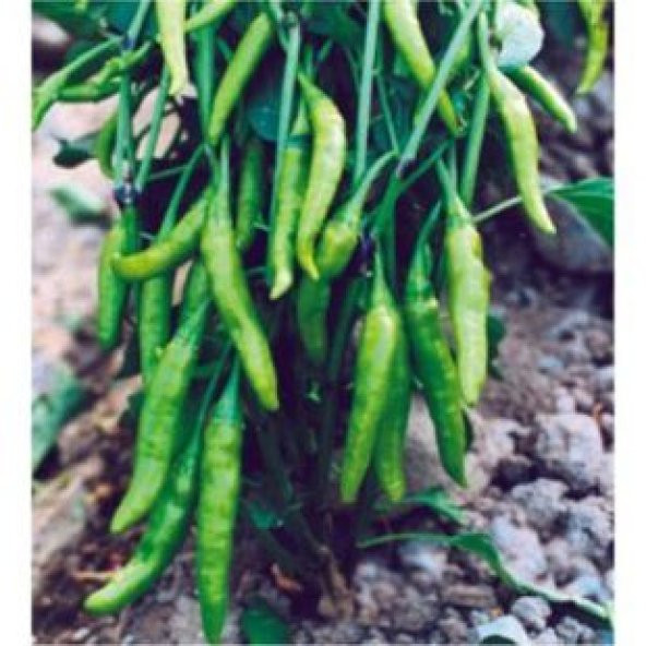 Yeşil Cin Süs Biberi Tohumu Ekim Seti - 3