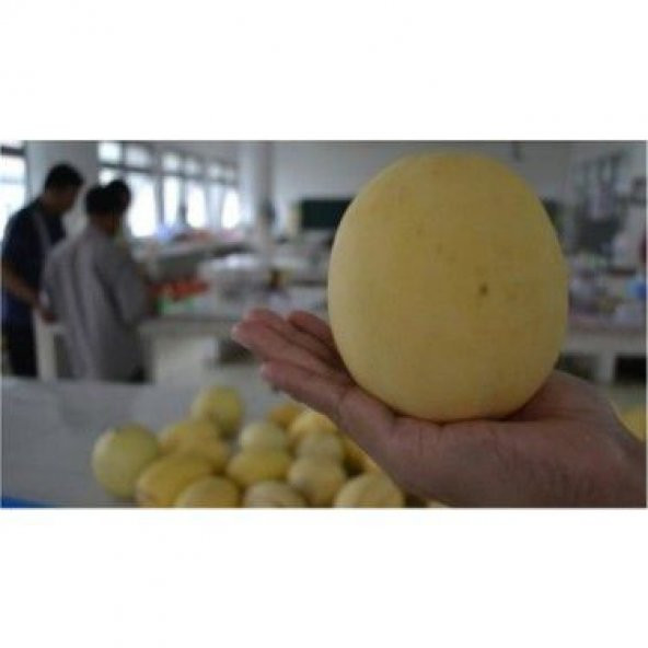 Nadir İthal Elma Kavunu Tohumu Ekim Seti 5 Tohum Kavun Tohumu Saksı Toprak Kombin - Resim 3