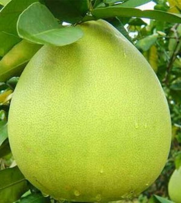 Dev Pamelo Tohumu Ekim Seti 3 Tohum Pamelo Meyvesi Tohumu Saksı Toprak Kombin - 3