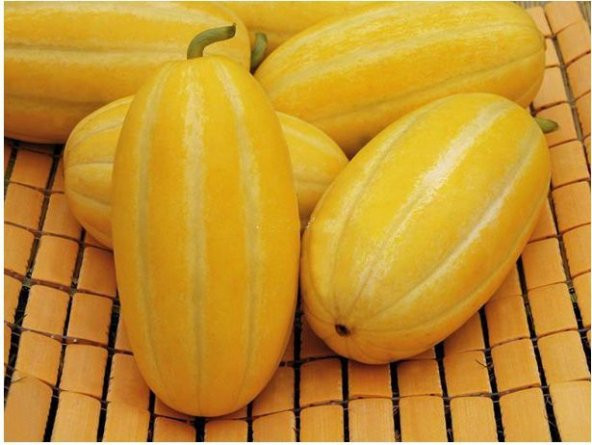 Nadir Kore Kavunu Tohumu Ekim Seti Kavun Tohumu 5 Tohum Saksı Toprak Kombin - Resim 3