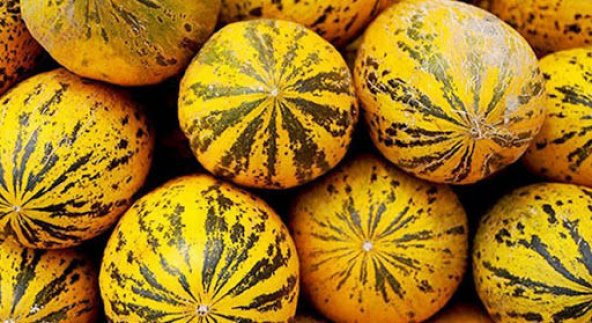 Süper Paket 350 Tohum Meşhur Altınbaş Manisa Kavunu Tohumu Kavun Tohumu - 3