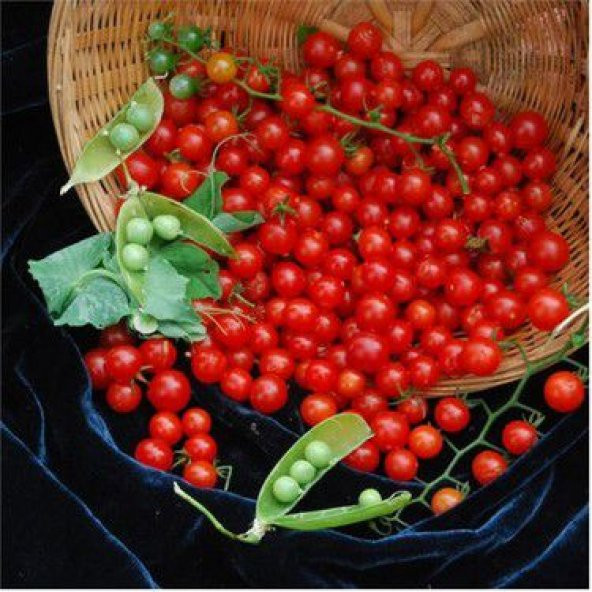 Nadir İthal Cherry Minik Bezelye Domates Tohumu Ekim Seti 10 Tohum Saksı Toprak - 2