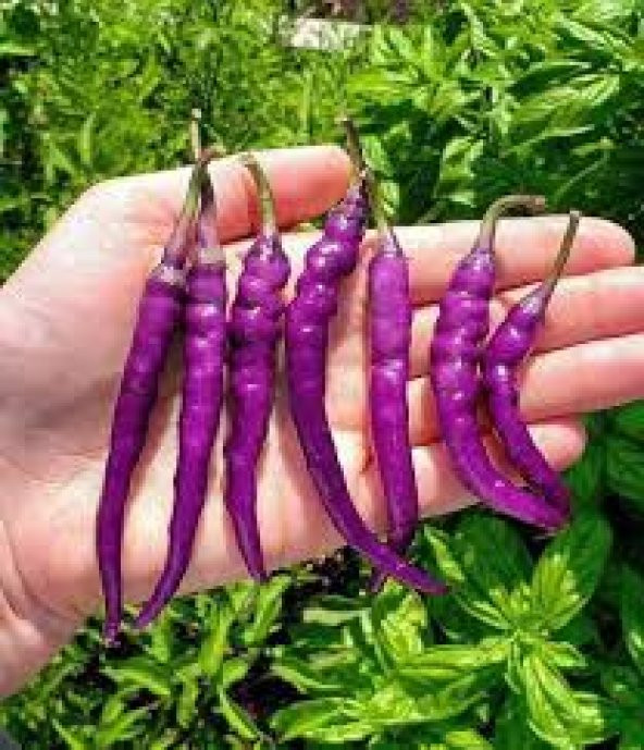 Nadir İthal Acı Mor Sivri Biber Tohumu Ekim Seti 5 Tohum Saksı Toprak Kombin - 3