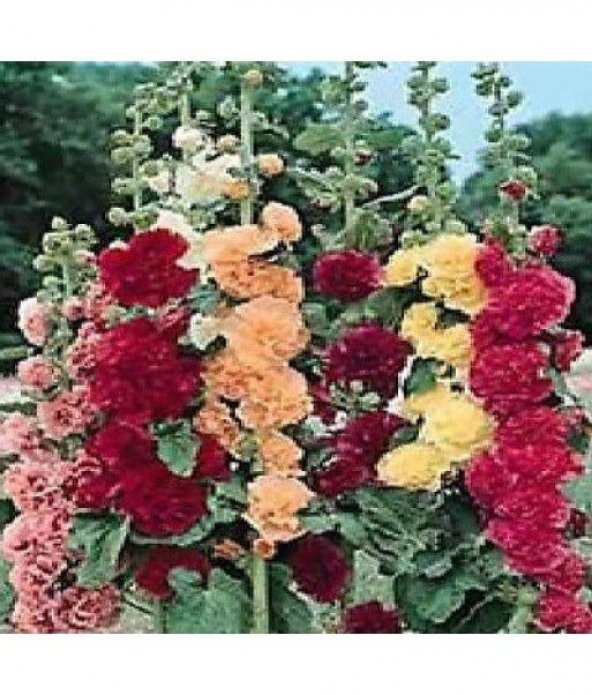 İthal Altea Malvone Çiçeği Tohumu Çiçek Tohumu 5 Tohum - Resim 3