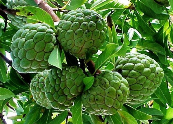 Sugar Apple Meyvesi Tohumu Ekim Seti 3 Tohum Şeker Elma Tohumu Saksı Toprak Kombin - Resim 3