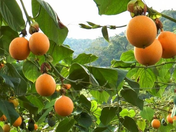 Nadir İthal Tropikal Granadilla Meyvesi Tohumu Ekim Seti 3 Tohum Saksı Toprak Kombin - Resim 2