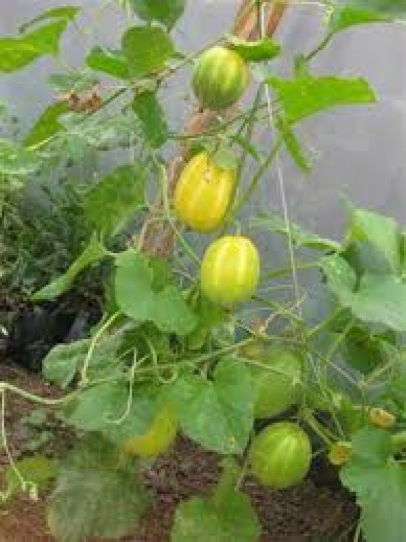 Nadir Kore Kavunu Tohumu Ekim Seti Kavun Tohumu 5 Tohum Saksı Toprak Kombin - Resim 4