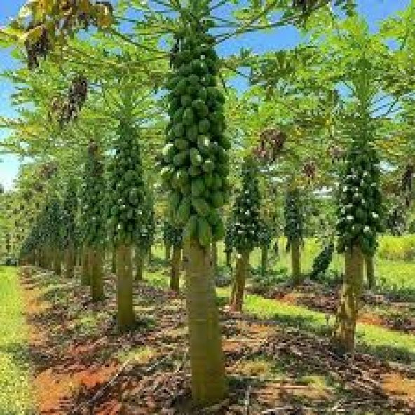 İthal Tropikal Papaya Meyvesi Tohumu Ekim Seti Papaya Tohumu 3 Tohum Saksı Toprak Kombin - Resim 4