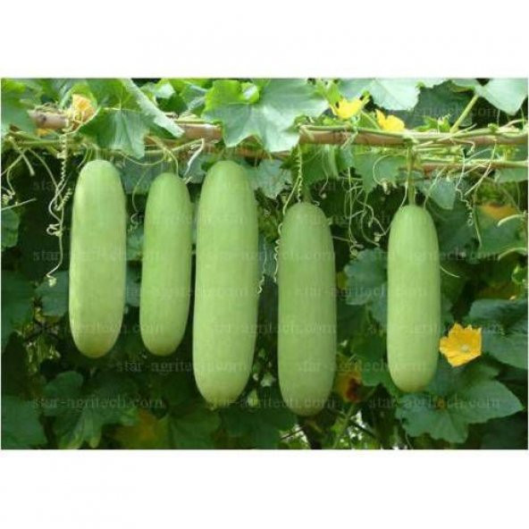 Nadir Çin Kavunu Tohumu Ekim Seti Wax Guard 3 Tohum Saksı Toprak Kombin - 4