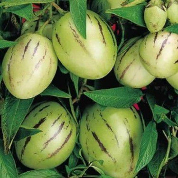 Nadir İthal Pepino Meyvesi Tohumu Ekim Seti 5 Tohum Pepino Tohumu Saksı Toprak Kombin - 4