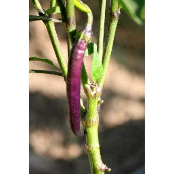 Nadir İthal Acı Mor Sivri Biber Tohumu Ekim Seti 5 Tohum Saksı Toprak Kombin - 4