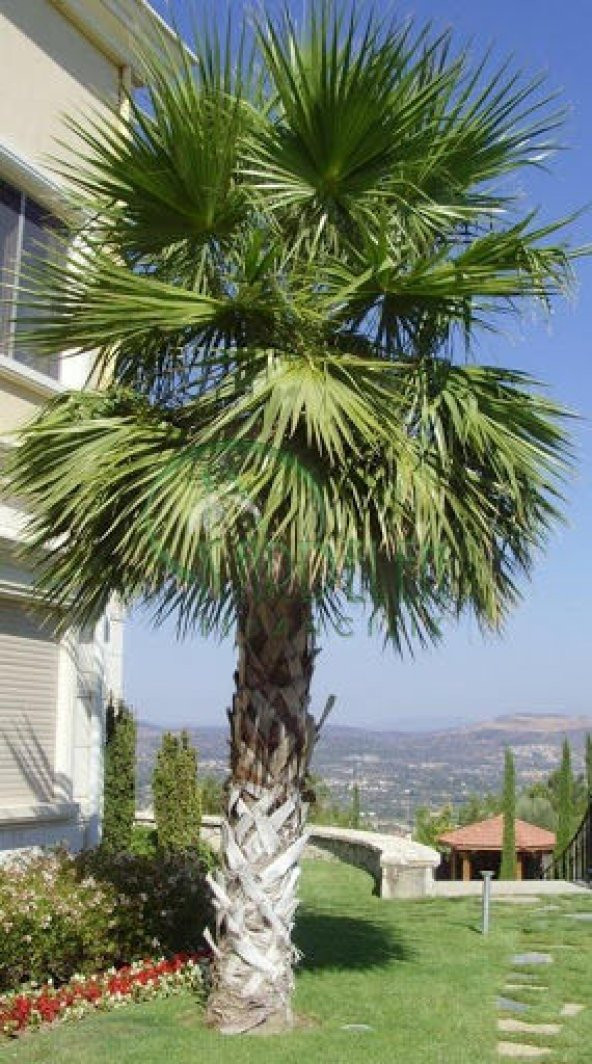Washingtonia Robusta Palmiye Ağacı Tohumu Ekim Seti 3 Tohum Saksı Toprak Kombin - 4