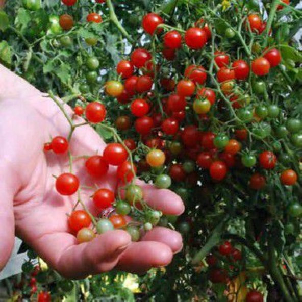 Nadir İthal Cherry Minik Bezelye Domates Tohumu Ekim Seti 10 Tohum Saksı Toprak - 3