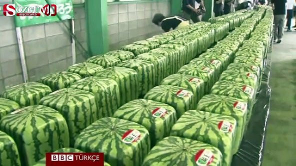 Nadir İthal Uzak Doğu Küp Karpuz Tohumu Ekim Seti 3 Tohum Karpuz Tohumu Saksı Toprak Kombin - 3