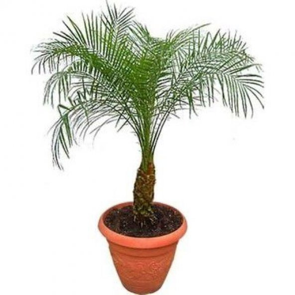 Coccos Plumosa Hindistan Cevizi ağacı Tohumu Ekim Seti 3 Tohum Saksı Toprak Kombin