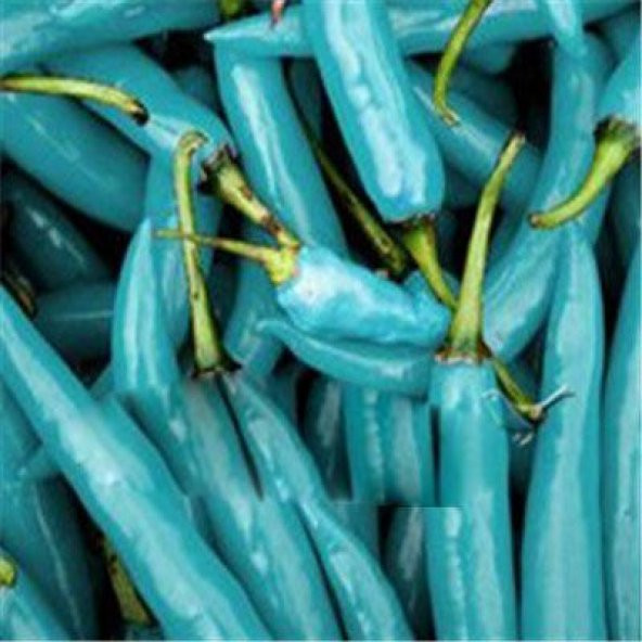 Nadir İthal Mavi Biber Tohumu Ekim Seti 5 Tohum Saksı Toprak Kombin