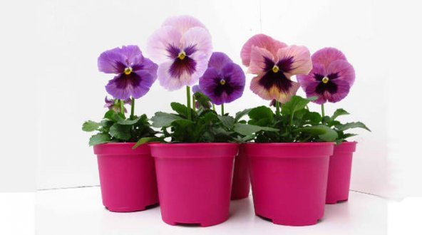 Viola Pensiero Çiçeği Tohumu Ekim Seti 5 Tohum Çiçek Tohumu Saksı Toprak Kombin