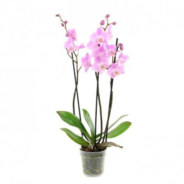 Nadir İthal Pembe Orkide Tohumu Ekim Seti 5 Tohum Çiçek Tohumu Saksı Toprak Kombin - 2