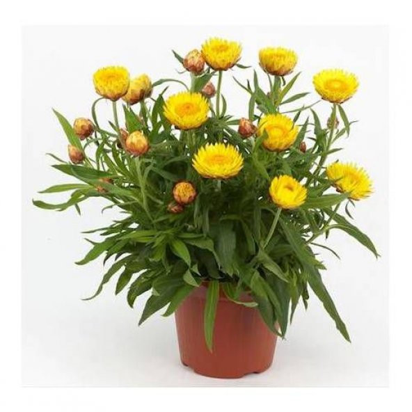 Karışık Elicriso Çiçeği Tohumu Ekim Seti 5 Tohum Çiçek Tohumu Saksı Toprak Kombin